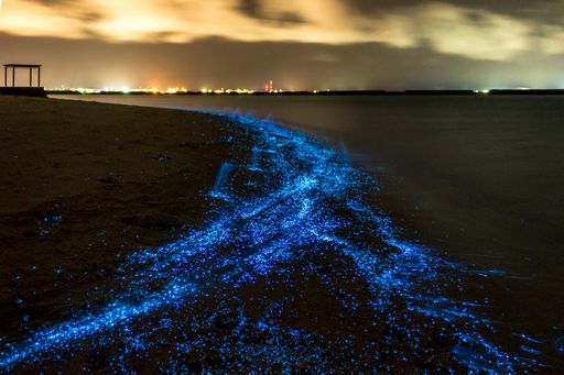 bioluminescens