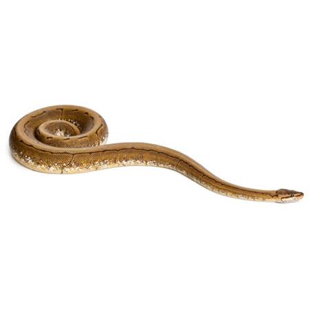 slange