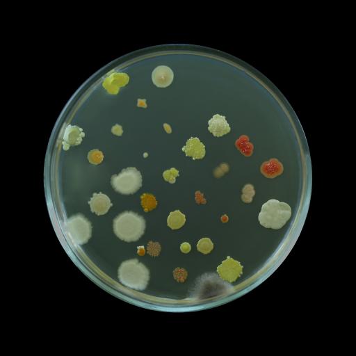 bakteriekultur